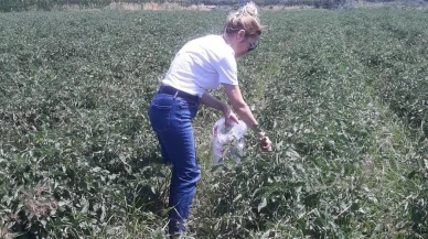 Söke domatesleri hasat öncesi kalite kontrolünden geçiyor