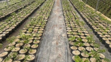 Uludağ eteklerinde dev ıhlamur üretimi başladı