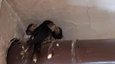 Erzincanlı kırlangıç ailesi kahvehanede yaşamaya başladı