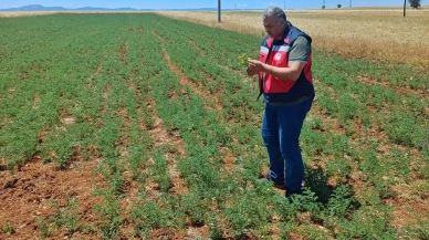 Çavdarhisar nohut tarlaları TAKEP ile verime kavuşuyor