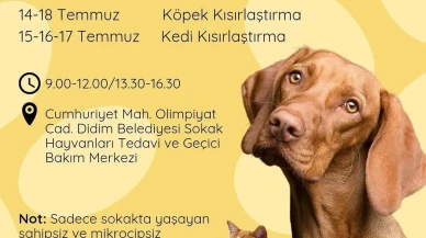 Didim Belediyesi sokak hayvanlarını ücretsiz kısırlaştıracak