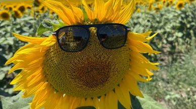 Karacabey Ovasında ayçiçekleri muhteşem görüntüler oluşturdu