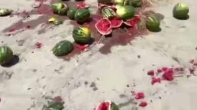 Geyveli çiftçi karpuz fiyatlarına tepki olarak mahsulünü pazarda parçaladı