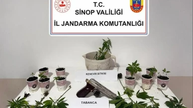 Sinop Erfelek jandarması kenevir operasyonunda şüphelileri yakaladı
