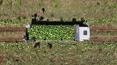 Diyarbakır karpuzu bu yıl tarlada ucuza satılıyor