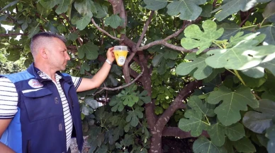 Muğla Köyceğiz çiftçileri feromon tuzakları kullanmaya başladı