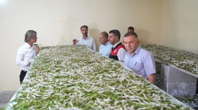 Muş’ta Halil Koç ipek böceği yetiştiriciliğiyle binlerce lira kazandı