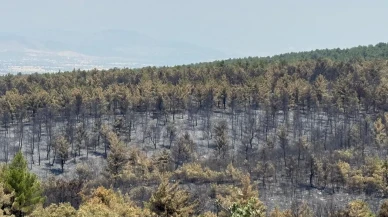 Uşak'ın Sivaslı ilçesinde orman yangını sonrası yeşillendirme çalışmaları başlatıldı