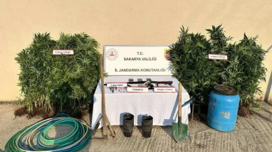 Sakarya Hendek'te uyuşturucu operasyonunda 147 kenevir bitkisi ele geçirildi