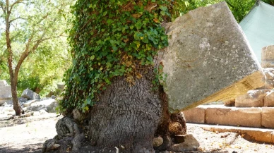 Termessos Antik Kentinde meşe ağacı lahdi kucakladı