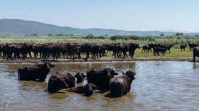 Bursa'nın Karaoğlan Mahallesi'nde mandalar Uluabat Gölü'nde serinliyor