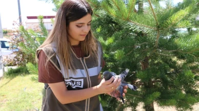 Erzincan’da yaralı güvercine polisler sahip çıktı