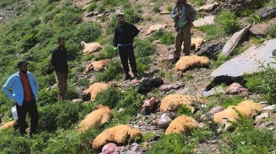 Yüksekova Doski Vadisinde koyun sürüsü uçurumdan düştü