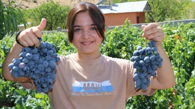Üzümlü İlçesinde Cimin Üzümü Hasadı Başladı