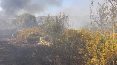 Didim'de makilik ve zeytinlik alanında çıkan yangın kontrol altına alındı