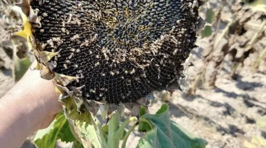 Söke’de Ayçiçeği Verimi Geçmiş Yılları Geride Bırakacak