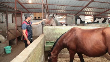 Çanakkale İl Tarım ve Orman Müdürlüğü hayvanlara sağlık taraması yapıyor