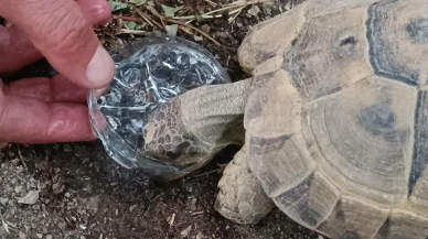 Siirt'te duyarlı vatandaş susuz kaplumbağaya gözyaşları içinde su içirdi