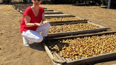 Aydın İnciri için coğrafi işaret denetimleri tamamlandı