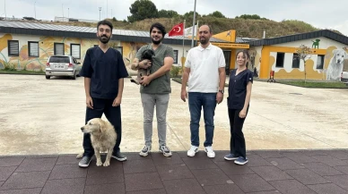 Zift Adlı Yavru Köpek Çayırova Rehabilitasyon Merkezinde Tedavi Edildi