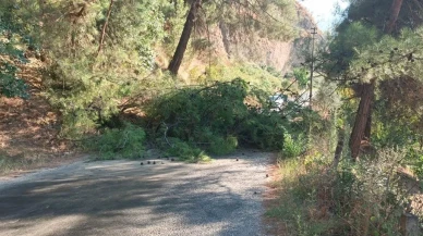 Alaşehir'de fırtınadan devrilen ağaç yolu trafiğe kapattı