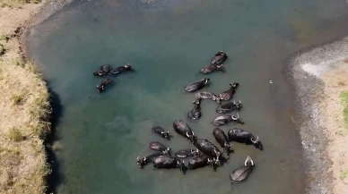 Erzincan'da mandalar sıcaktan bunaldı dereye girerek serinliyor