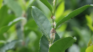 Vampir Kelebekler Doğu Karadeniz'de Tarımı Tehdit Ediyor