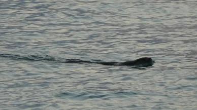 Trabzon'da su samurları Faroz Limanı'nda görülmeye başladı