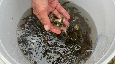 Erzincan’da Göyne Barajı’na 200 bin yavru sazan balığı bırakıldı