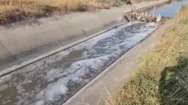 Amasya Suluova’da Sulama Kanalında Kirlilik Nedeniyle Balık Ölümleri Başladı