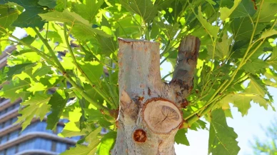 Diyarbakır’da fungal hastalıklı çınar ağaçları tedavi edilerek kurtarıldı