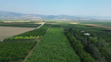 Kestel Türkiye'nin süs bitkisi ihtiyacının yüzde 60'ını karşılıyor.