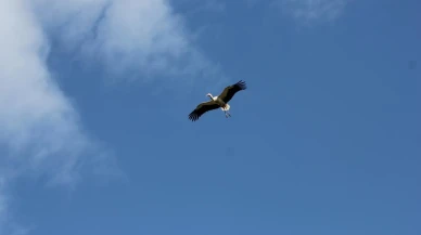 Leylekler Beyşehir semalarında erken göçe başladı