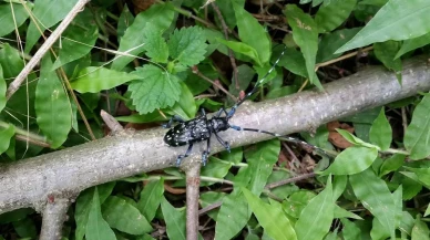 Trabzon'da drakula böceği fındık bahçelerine zarar verdi