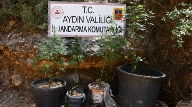 Bozdoğan'da kenevir yetiştiren şüpheli jandarma operasyonuyla yakalandı
