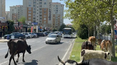 Tekirdağ'ın Çorlu ilçesinde inekler şehir merkezinde trafiği aksattı