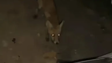 İnegöl'de sürücü aracın yanına gelen tilkiyi cipsle besledi