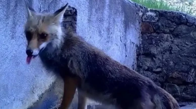 Doğa Koruma ve Milli Parklar fotokapanla sincap ve tilki görüntüledi