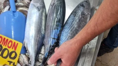 Sinop'ta sezonun ilk torik balıkları tezgahlarda satışa sunuldu.