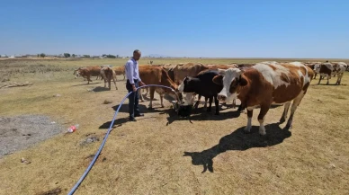 Bitlis'teki Arin Gölü kurudu, hayvanlar susuz kaldı