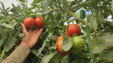 Denizli’nin Acıpayam ilçesinde dekar başına 17 ton domates üretildi