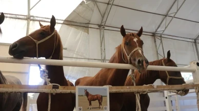 Bursa Karacabey Harası'nda 58 Tay Satışından 25 Milyon Lira Gelir Elde