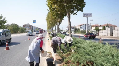 Düzce Belediyesi refüjlerde bakım ve yenileme çalışmalarına devam ediyor