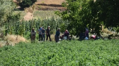 Kuyucak’ta 220 bin domates fidesi TAKE projesiyle hasat edildi