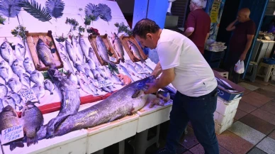 Eskişehir'de sergilenen 40 kiloluk yayın balığı vatandaşları şaşırttı