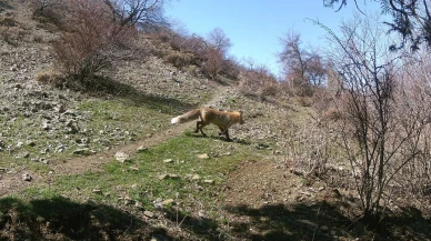 Erzincan'da fotokapanlarla yaban hayatı görüntülendi