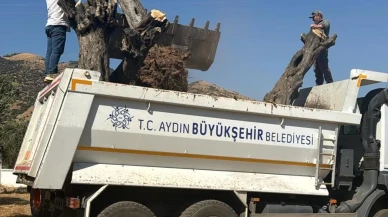 Aydın Adnan Menderes Üniversitesi'nde 6 tarihi zeytin ağacı yeni yerine taşındı