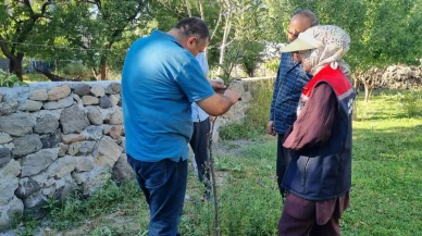 Kars'ta Tarım ve Orman Müdürlüğü meyve ağaçlarını aşılıyor