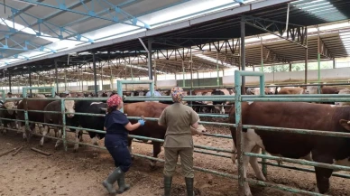 Afyonkarahisar'da şap hastalığına karşı hayvanların yüzde 88,9'u aşılandı