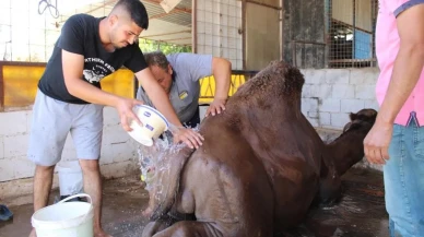 Aydın’da çöl sıcaklarından etkilenen develer yıkamaya alındı